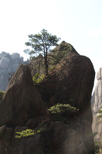 孤松傲立岩石间