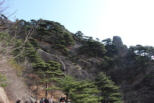峻峭山峰上的翠绿松树