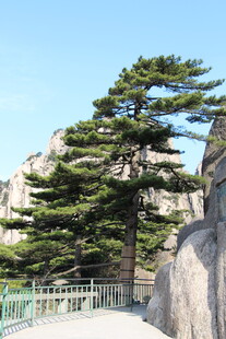 黄山奇松屹立于山石间