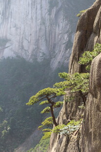 悬崖峭壁上的顽强松树