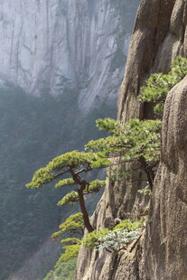 悬崖上顽强生长的松树