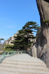 黄山石阶旁的挺拔松树