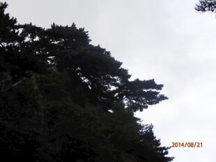 山林树梢与天空景象