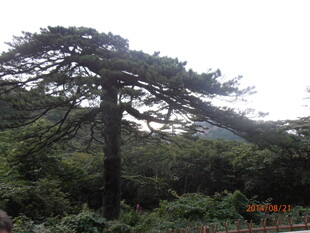 山林中的挺拔松树