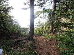 林间小径 阳光洒落的静谧处