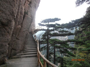 山间栈道旁的挺拔松树