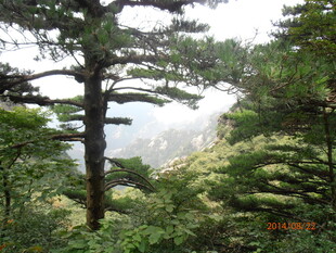 山林中的挺拔树木