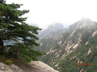 黄山奇峰旁的挺拔松树