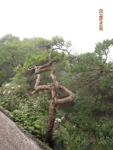 路边奇特扭曲的树木