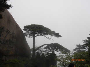 山间挺立的苍松