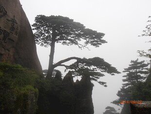黄山奇松屹立悬崖