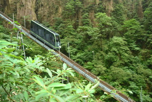 丛林中的铁路轨道