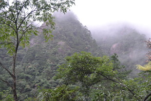 云雾缭绕的山林美景
