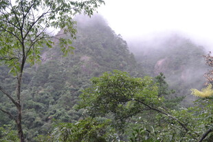 云雾缭绕的山林美景