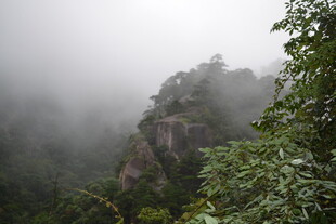 云雾缭绕的山林美景