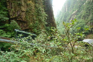山林间的长椅与繁茂植被