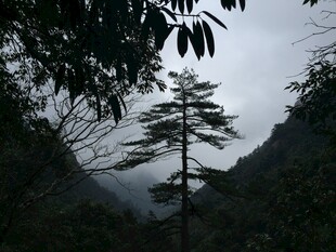 山间孤树 隐于雾霭之间