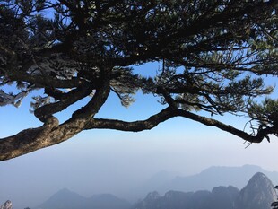 黄山奇松俯瞰壮丽山景