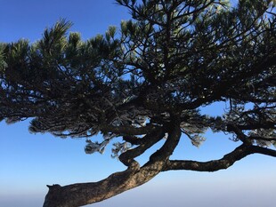 悬崖边的遒劲松树