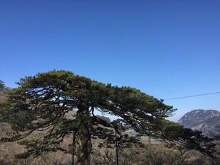 高山上的挺拔松树