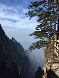 黄山奇峰旁的挺拔松树