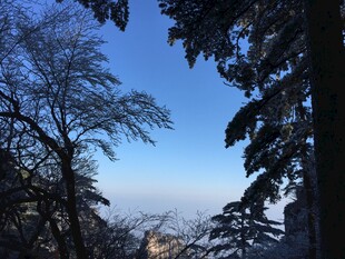 冬日林间蓝天景致