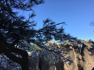 悬崖边苍松傲立