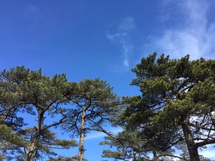 蓝天之下的葱郁松树