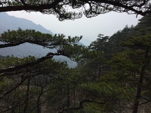 山林间的葱郁树木与远山