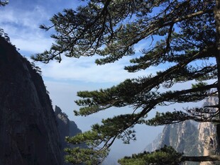 黄山奇松与壮丽山景