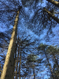 仰望挺拔的松林