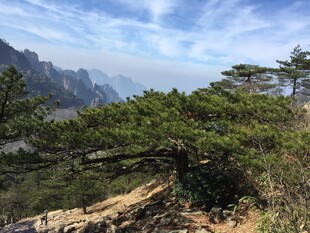 黄山美景 苍松与山峦