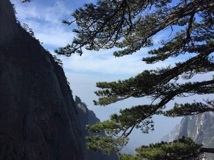 黄山松景 山峦与蓝天相映