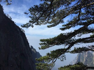 黄山松景 山峦间青松挺立