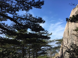 峭壁旁的松林景观