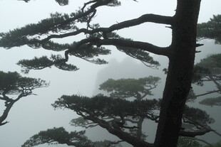 云雾中的苍劲松树