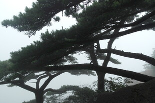 云雾中挺拔的苍松