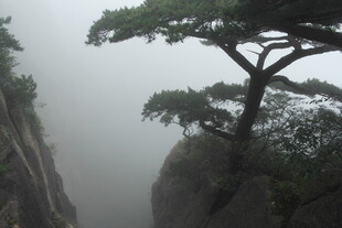 雾中孤松傲立悬崖
