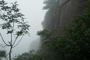 雾中峻岭旁的孤树