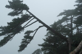 狂风中倾斜的树木