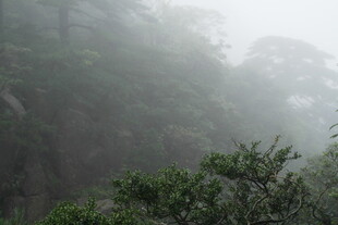 雾中山林绿意浓