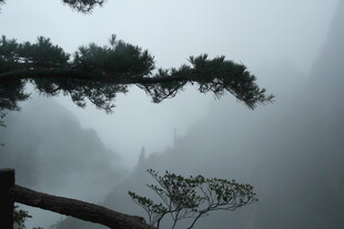雾中黄山松景