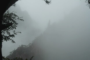 山间迷雾中的树木景致