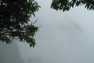 雾中树影 朦胧山间景致