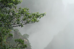 雾中青山绿树景致