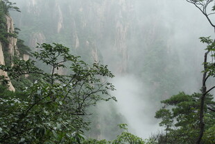 云雾缭绕的山林景观