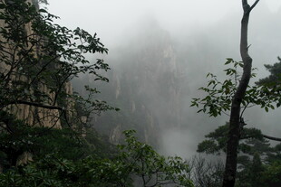 云雾缭绕的山林美景