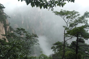 云雾缭绕的山林景观