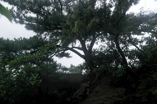 繁茂大树下的自然景致