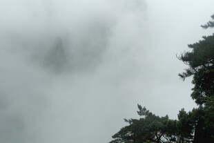 云雾缭绕中的树木景致